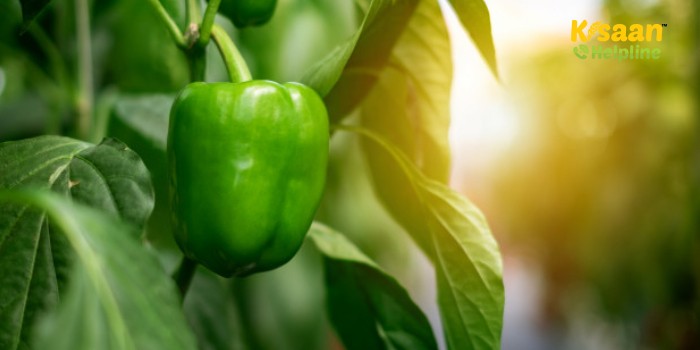 Success Story: शिमला मिर्च की खेती से दिव्यांग किसान कमाता है करोड़ों रूपये Success Story: शिमला मिर्च की खेती से दिव्यांग किसान कमाता है करोड़ों रूपये